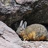 A Viscacha relaxing in the sun